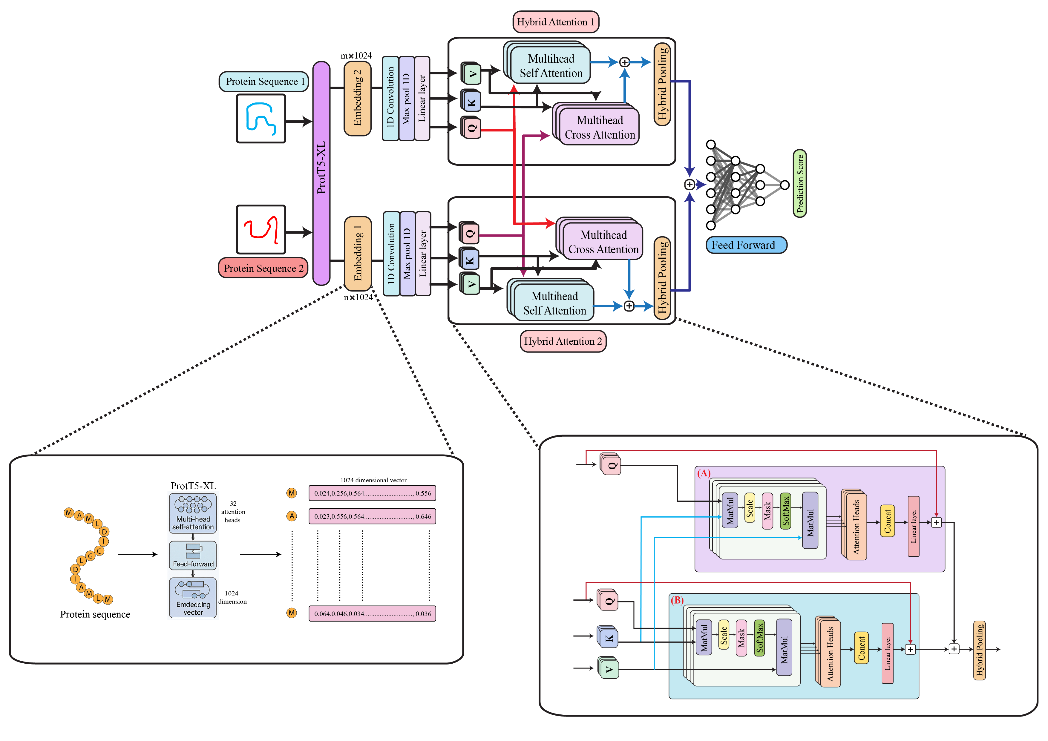 AttnSeq-PPI interaction network